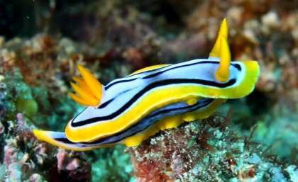 Sea slug chromodoris annae. Pic: Deb Aston